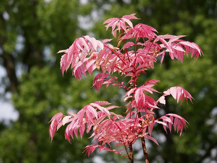 香椿树 Toona Sinensis - Live Plant in 6" to 1 gallon container. Also available in 5 gallon