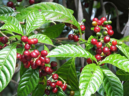 Arabica Coffee - Live Plant in  6" to 1 gallon container. Also available in 5 gallon