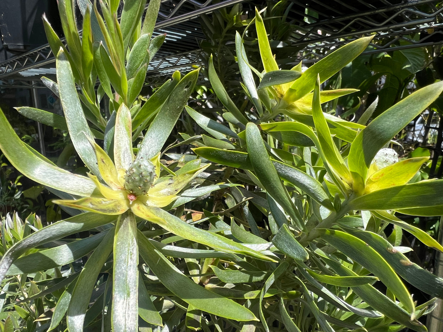 Led. Pisa - Protea Live Plant in 6" to 1 gallon container. Also available in 5 gallon