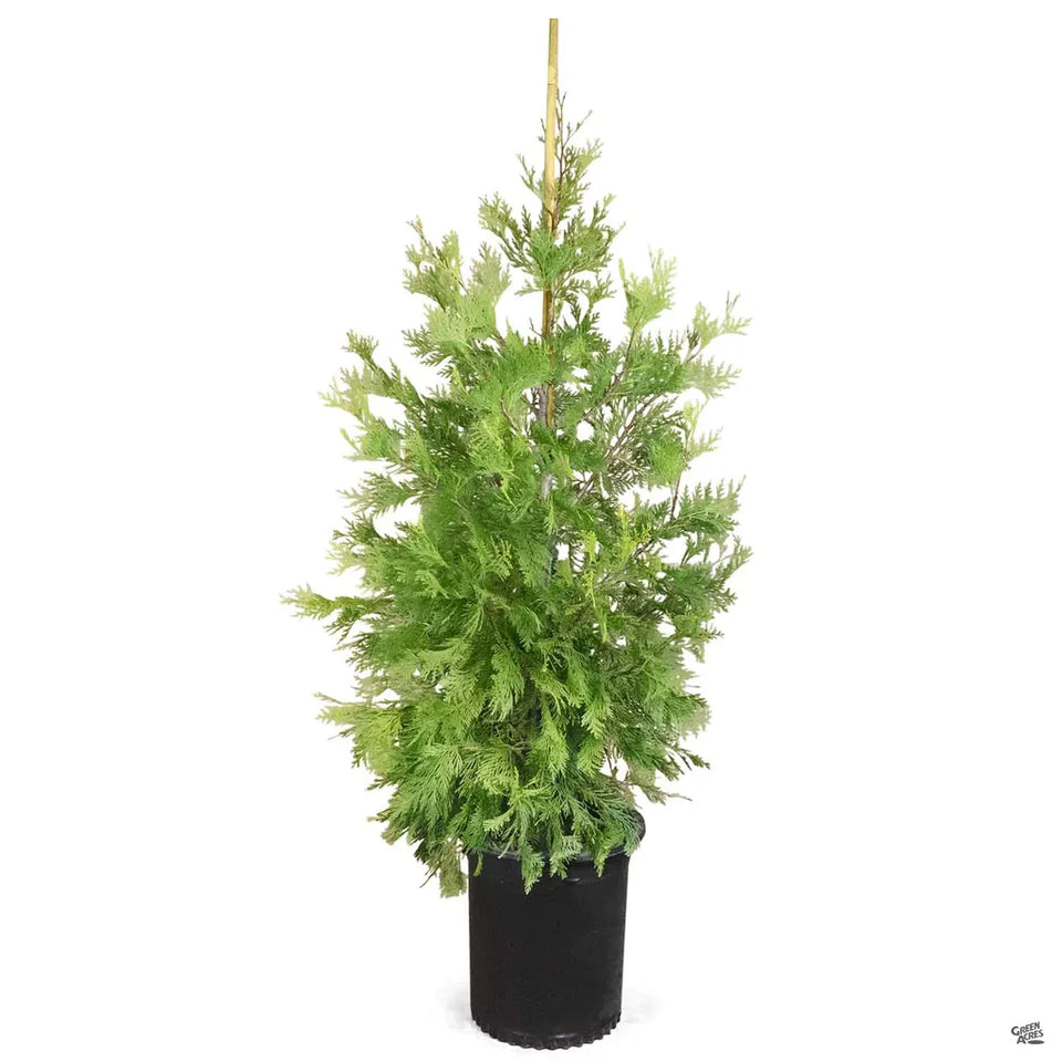 Incense Cedar - Live Plant in  6" to 1 gallon container. Also available in 5 gallon