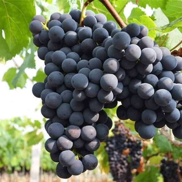 grape plant pot Kyoho grape 6" to 1 gallon container pot live plant. Also available in – Pano Ranch LLC