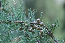 Monteray Cypress- Live Plant in 6" to 1 gallon container. Also available in 5 gallon