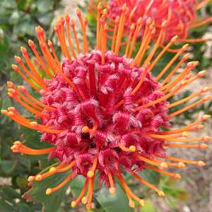 Scarlet Ribbon Protea - Live Plant in 6" to 1 gallon container. Also available in 5 gallon