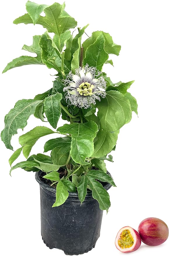 百香果 Passion Fruit - Live Plant in 6" to 1 gallon container. Also available in 5 gallon