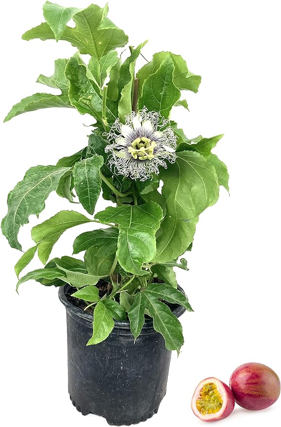 百香果 Passion Fruit - Live Plant in  6" to 1 gallon container. Also available in 5 gallon