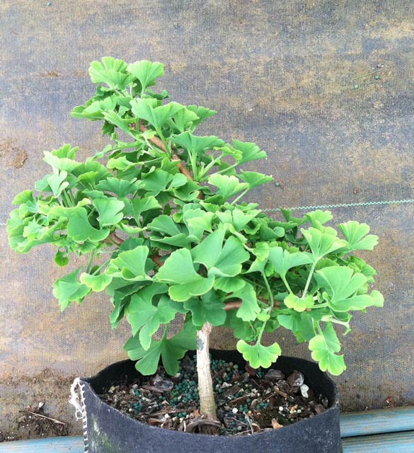 Ginkgo Live Plant in a 6" to 1 Gallon Container. Also available 5 gallon