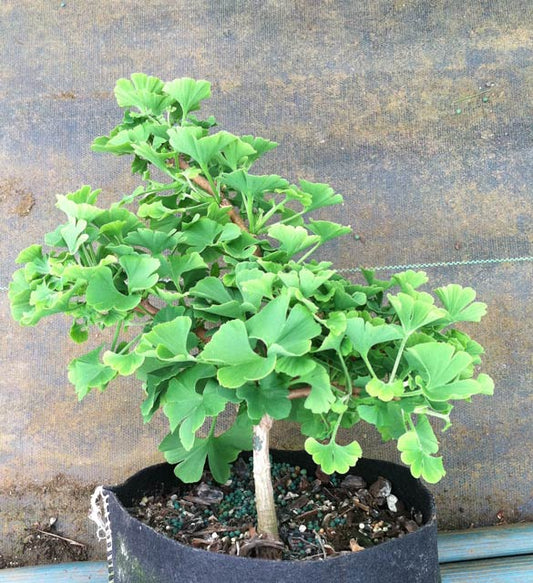Ginkgo Live Plant in a 6" to 1 Gallon Container. Also available 5 gallon