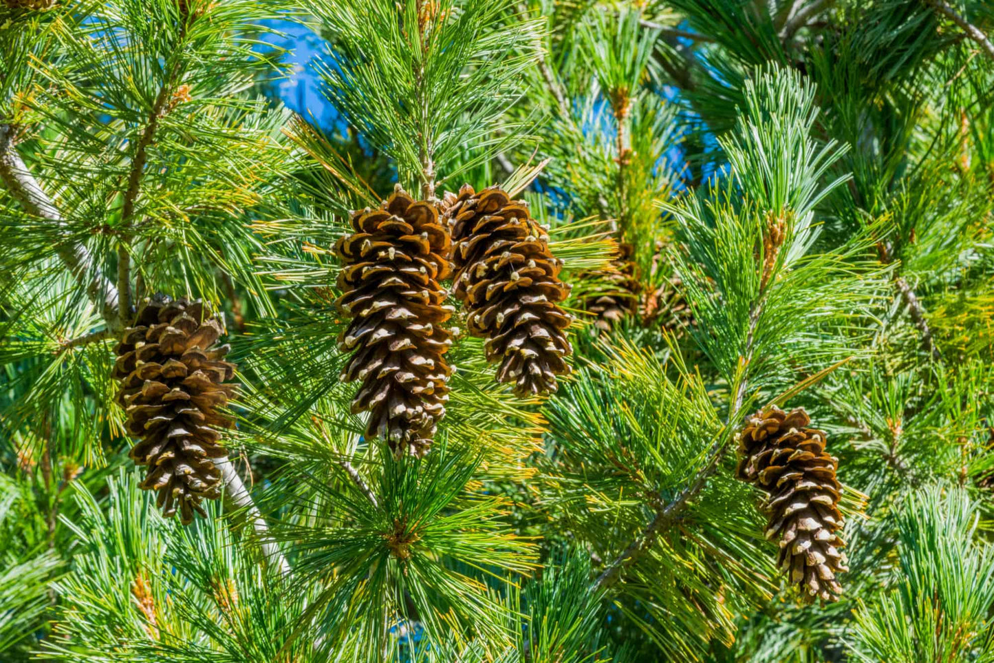 Pacific Rare Pinewood Tree Live Plant in 6" to 1 Gallon Pot Container. Also available 5 gallon