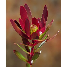 Safari Sunet Protea - Live Plant in 6" to 1 gallon container. Also available in 5 gallon