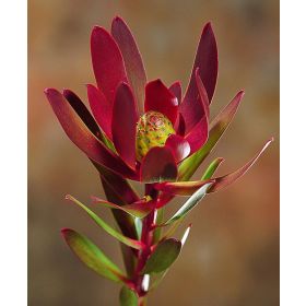 Safari Sunet Protea - Live Plant in  6" to 1 gallon container. Also available in 5 gallon