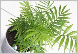bamboo palm live plant Bamboo Palm (Chamaedorea sefritzii)
