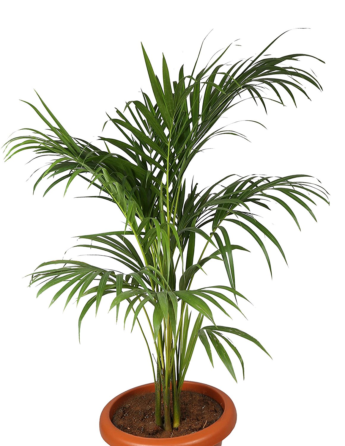 Areca Palm (Chrysalidocarpus lutescens), 6" to 1 gallon pot container live plant, 散尾葵. Also available in 5 gallon