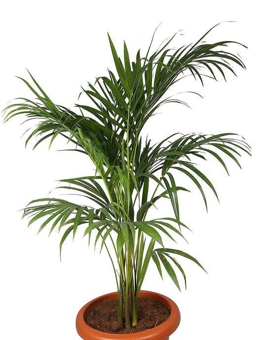 Areca Palm (Chrysalidocarpus lutescens), 6" to 1 gallon pot container live plant, 散尾葵. Also available in 5 gallon