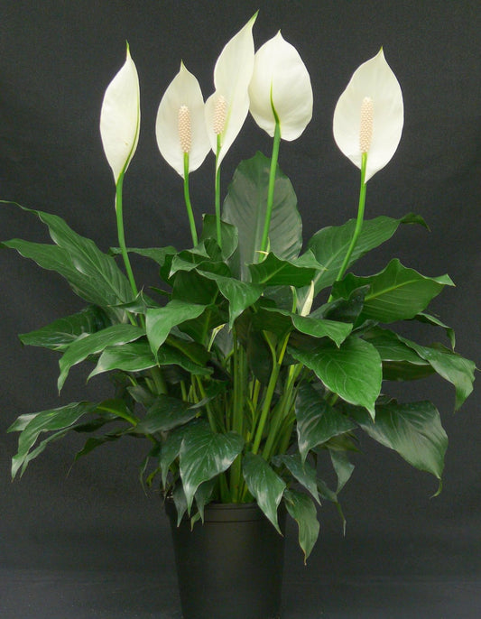 Peace lily (Spathiphyllum 'Mauna Loa'), 白鹤芋 - 6" to 1 gallon pot container live plant. Also available in 5 gallon