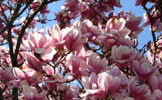 Magnolia (pink) - 6" to 1 gallon pot container live plant. Also available in 5 gallon
