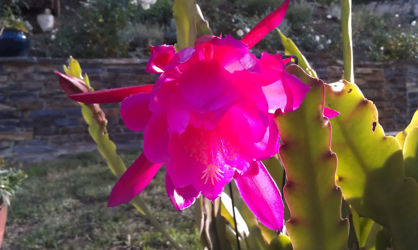 Epiphyllum Laui 6" to 1 gallon container pot live plant - 可吃昙花, 类似火龙果. Also available in 5 gallon