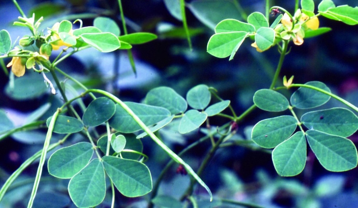 Cassia Tora 决明子 Live Plant in a 6" to 1 Gallon Container. Also available in 5 gallon