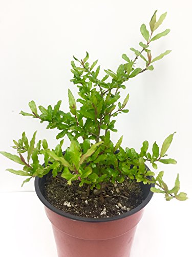 Pomegranate 6" to 1 gallon pot container live plant, 石榴. Also available in 5 gallon