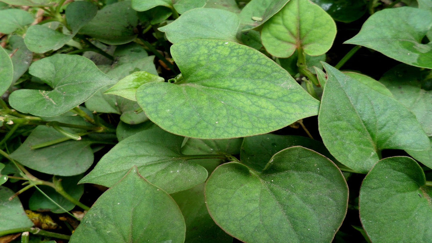 Houttuyuia Cordata Live Plant 鱼腥草, Plantago Asiatia 车前草 - 2 Live Plants in 6" to 1 Gallon Containers. Also available in 5 gallon