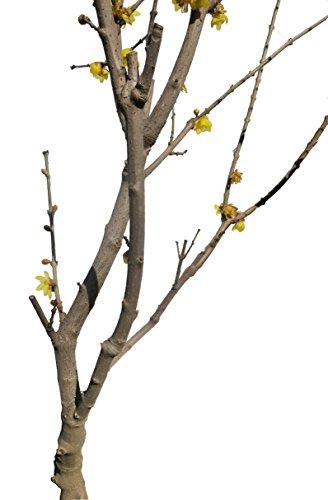 Japanese Allspice Plant (Chimonanthus praecox), 腊梅，6 inches to 1 gallon container, 1 to 2 ft tall including pot, edible flower. Also available 5 gallon