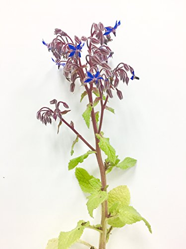 Borage live plant - edible leaves and flowers - 6" to 1 gallon pot container live plant. Also available in 5 gallon