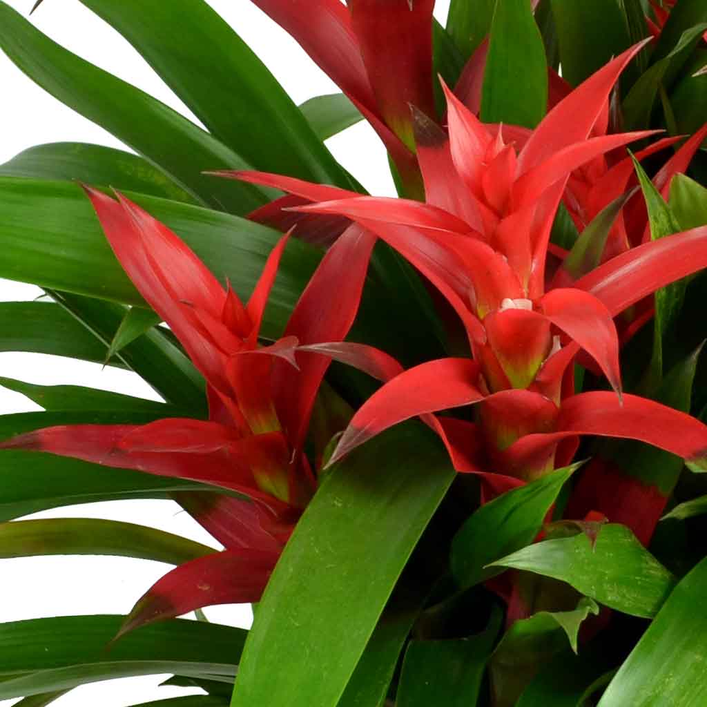 Bromeliad Live Plant in a 6" to 1 Gallon Pot Container, Multi Color, Easy Care. Also available in 5 gallon