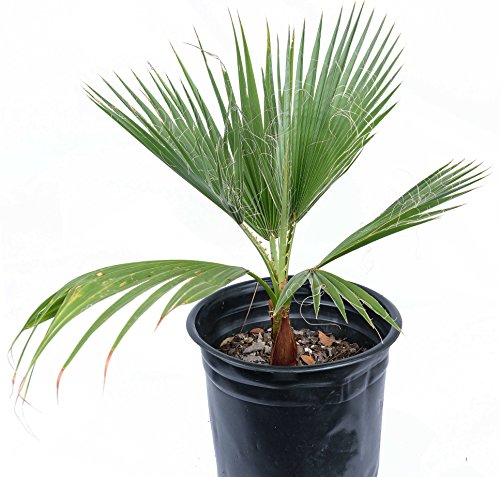California Palm Tree (Washingtonia filifera) - Live Plant in 6" to 1 gallon container. Also available in 5 gallon