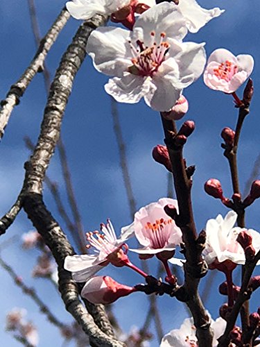 Thundercloud Plum (Cherry Plum), 6" to 1 gallon pot container live plant. Also available in 5 gallon