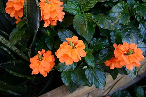 Crossandra Sundance Live Plant in 6" to 1 Gallon Pot Container, Indoor and Outdoor Plant. Also available 5 gallon