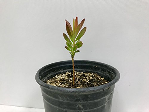 Led. Safari Sunset 6" to 1 gallon pot container live plant. Also available in 5 gallon
