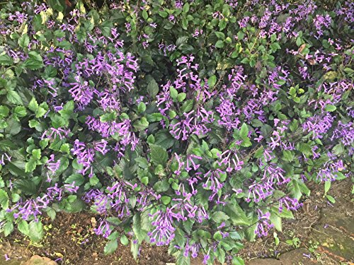 Plectranthus Mona Lavender Live Plant in 6" 1 Gallon Pot Container. Also available 5 gallon