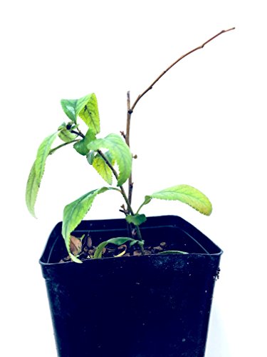 Pano Ranch LLC Blood red flower Quince, 6 inches to 1 gallon container, 1.5 to 2 ft tall including pot. Also available in 5 gallon