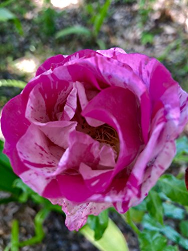 Rare beautiful strip rainbow rose bush plant - 6" to 1 gallon container pot live plant. Also available in 5 gallon