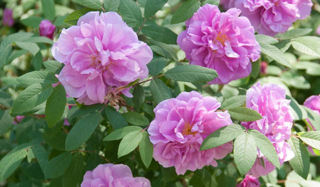 Rugusa Rose (pink) - 6" to 1 gallon pot container live plant. Also available in 5 gallon