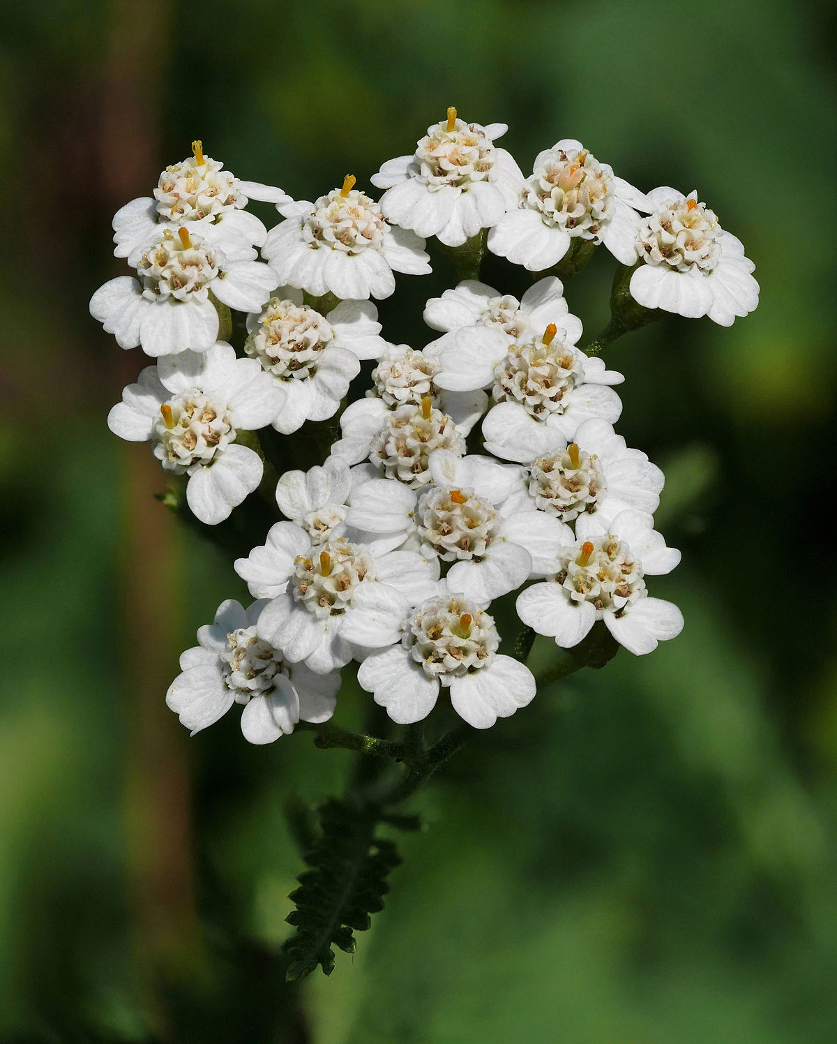 Yarrow (Achillea millefolium) 6" to 1 Gallon Container Pot Live Plant - White Color - Drought Tolerant, Native, Herbal Plant. Also available in 5 gallon