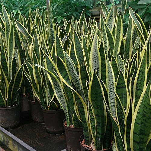 Snake Plant (Sansevieria trifasciata 'Laurentii'), 6" to 1 gallon pot container live plant, 虎尾兰. Also available in 5 gallon