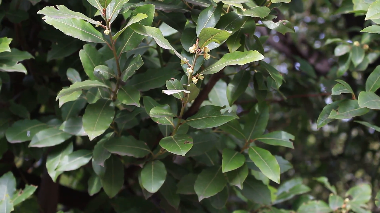 Bay laurel 6" to 1 gallon container pot live plant - 樟科月桂. Also available in 5 gallon