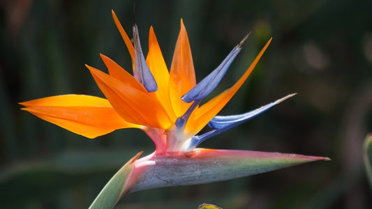 Bird of Paradise - 6" to 1 gallon pot container live plant. Also available in 5 gallon