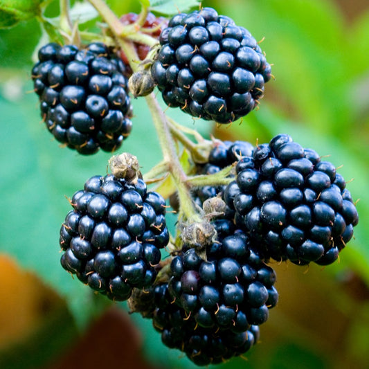 Black Satin T/L Blackberry live plant, no thorns in  6" to 1 gallon container. Also available in 5 gallon