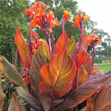 Canna (Yellow) Live Plant in a 6" to 1 Gallon Pot Container - 美人蕉. Also available in 5 gallon