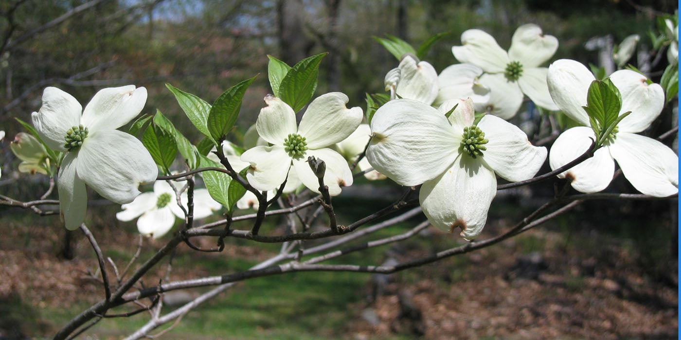 Cornus 山茱萸 6" to 1 Gallon Container Pot Live Plant. Also available in 5 gallon