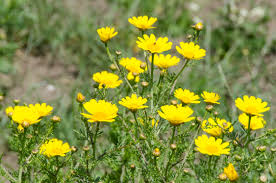 Crown Daisy 6" to 1 gallon container pot live plant - 茼蒿. Also available in 5 gallon