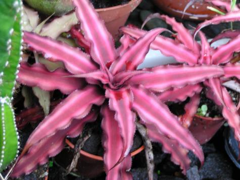 Earth star - succulent 6" to 1 gallon pot container live plant. Also available in 5 gallon