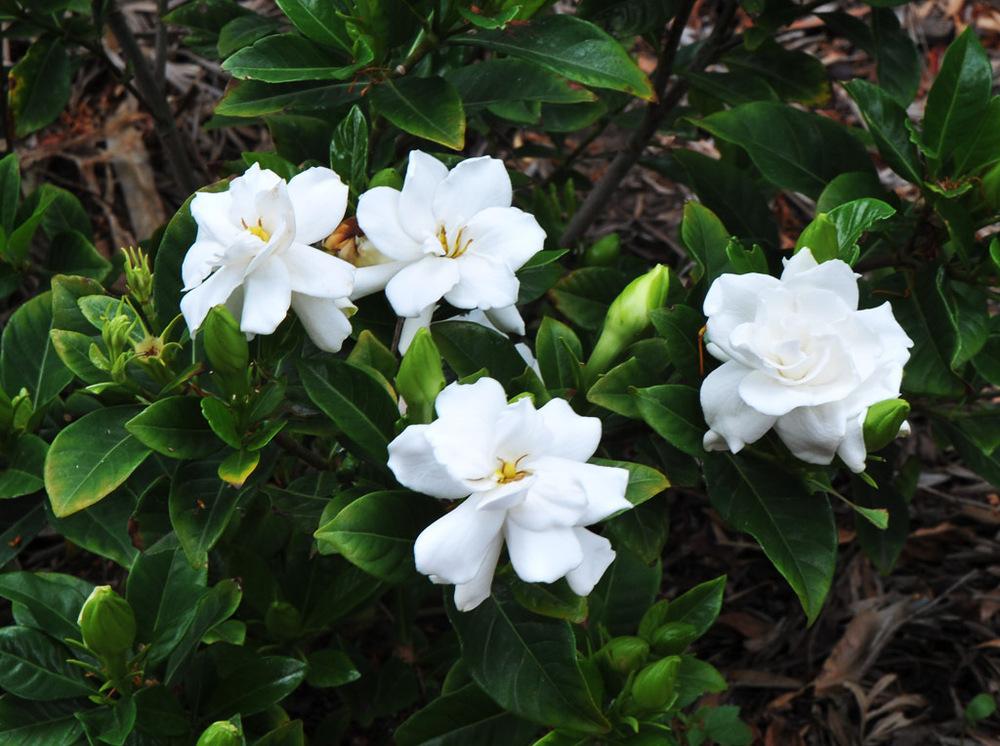 Gardenia 6" to 1 gallon pot container live plant. Also available in 5 gallon