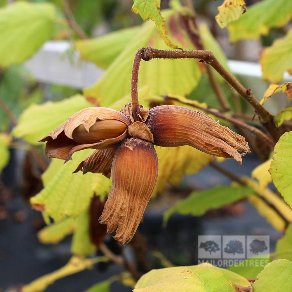 Hazelnut live plant - 6" to 1 gallon pot container live plant. Also available in 5 gallon
