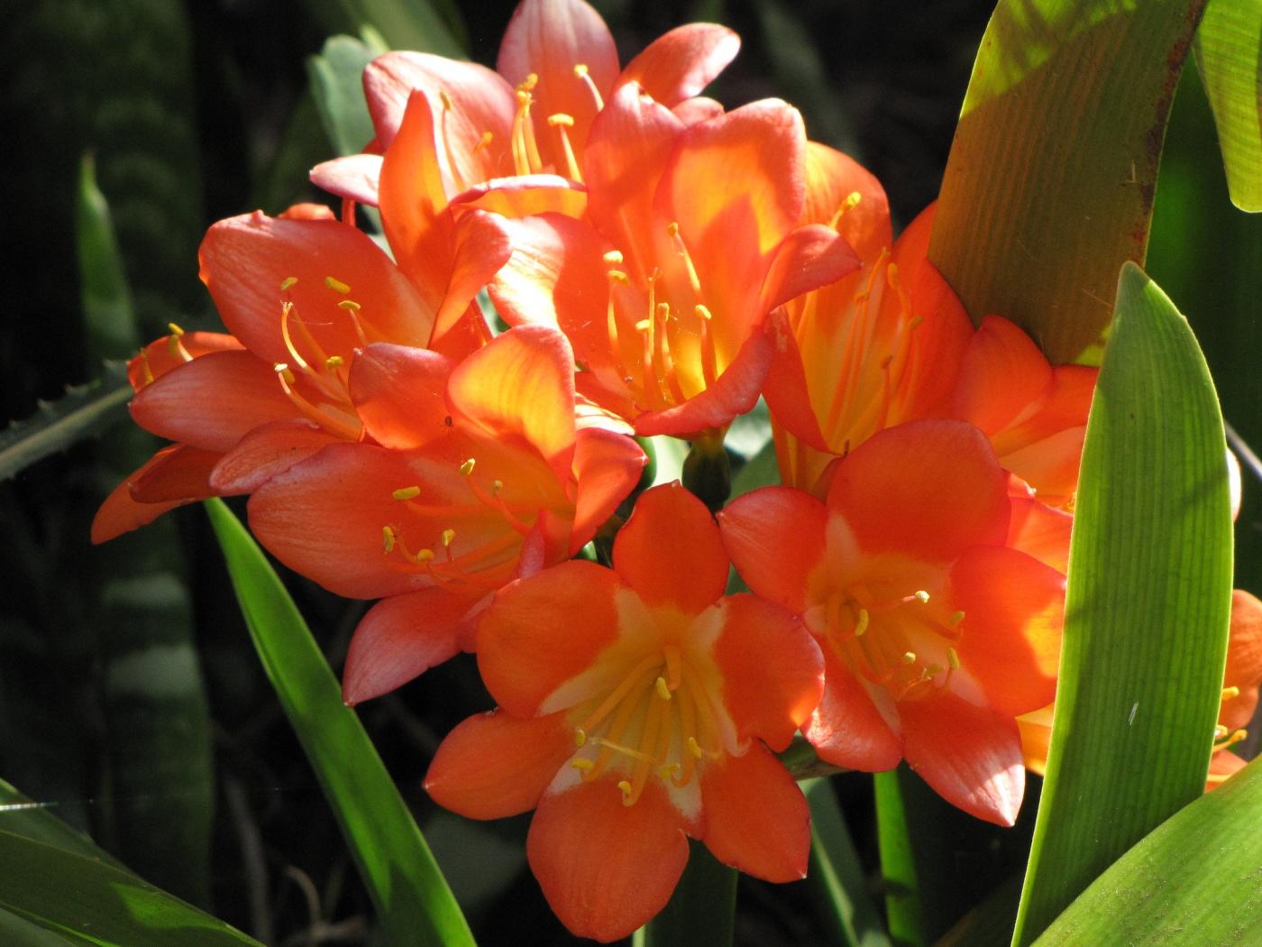 Kaffir Lily Live Plant in a 6" to 1 Gallon Pot Container - 君子兰. Also available 5 gallon