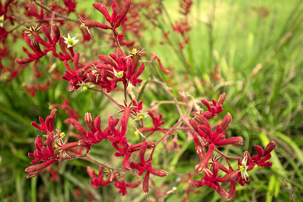 Kangaroo Paw Live Plant in 6" to 1 Gallon Pot Container. Also available 5 gallon