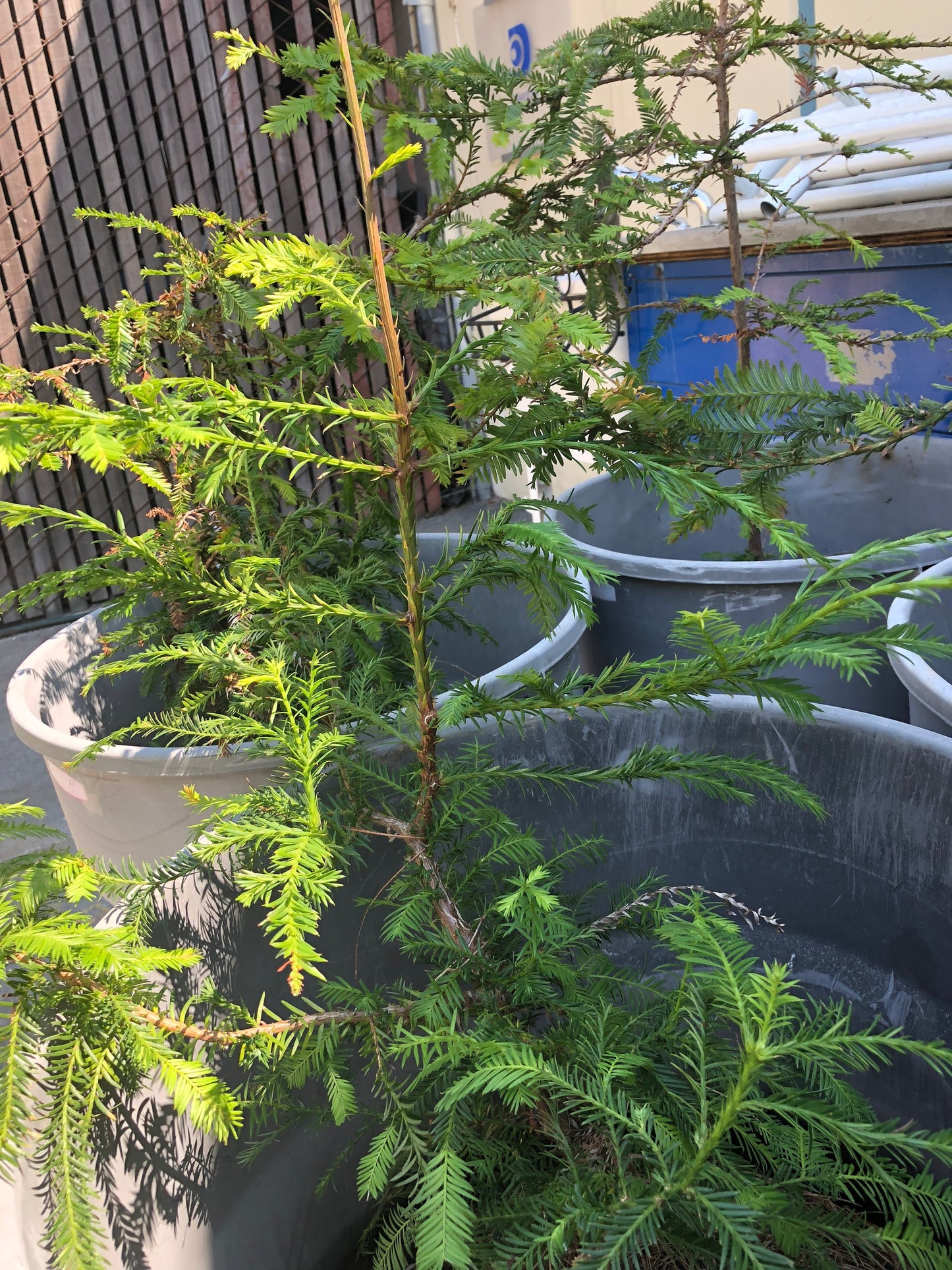 Redwood Tree Live Plant in in 6" to 1 Gallon Pot Container. Also available 5 gallon