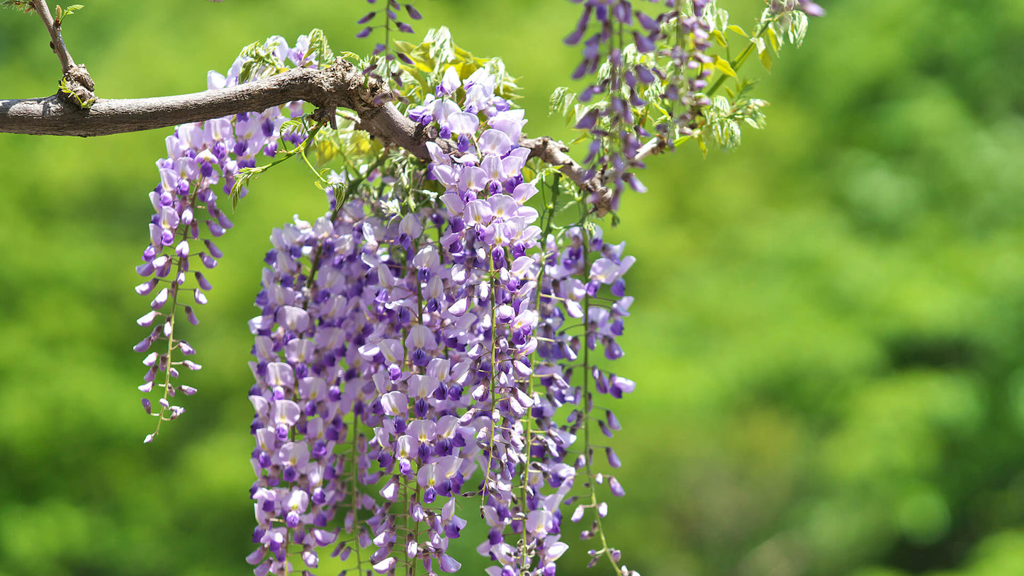 Japanese Wisteria (Wisteria floribunda) 6" to 1 gallon pot container live plant 日本紫藤. Also available in 5 gallon