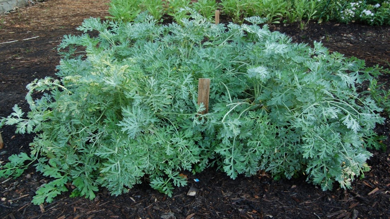 wormwood potted plant Wormwood (Artemisia Absinthium) 6" to 1 Gallon Container Pot Live Plant - 艾草